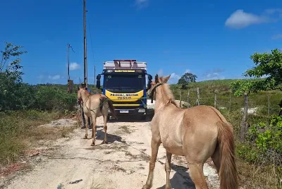BPRv recolhe 13 animais soltos em rodovias de Sergipe