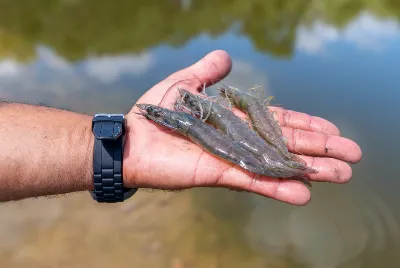 Sergipe é o 4º maior produtor de camarão do Brasil e impulsiona a aquicultura