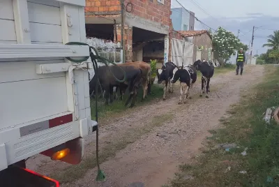 Operação da Polícia Militar retira animais de rodovias estaduais durante feriado prolongado