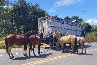 BPRv recolhe cinco cavalos soltos na rodovia SE-204, em Areia Branca
