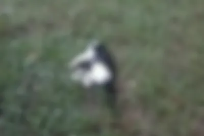 Laudos apontam que gatos mortos na UFS foram atacados por cães