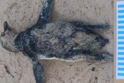 Pinguim-de-magalhães é encontrado morto na Praia do Saco