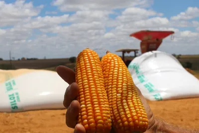Sergipe colhe resultados históricos e consolida liderança nacional na produtividade de grãos