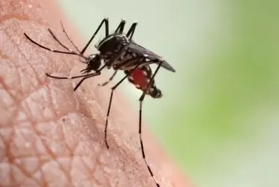 Quatro bairros de Aracaju registram alto índice de infestação do Aedes aegypti