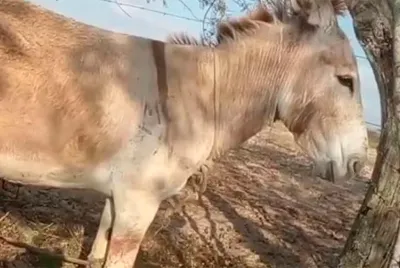 Polícia investiga mutilação de jegues em comunidade rural de Poço Redondo