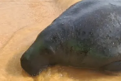 Peixe-boi é localizado na região da foz do Rio São Francisco em Sergipe