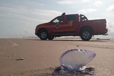 Corpo de Bombeiros atendeu 44 vítimas de acidentes com caravelas neste fim de semana nas praias de Aracaju