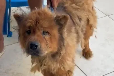 Polícia Civil prende casal em flagrante por maus-tratos a cachorro em Itabaiana