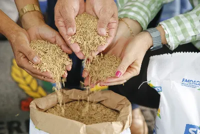 Governo do Estado entrega sementes de arroz certificadas a produtores do baixo São Francisco