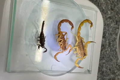 Lacen intensifica monitoramento de escorpiões e registra aumento de amostras enviadas para análise em Sergipe