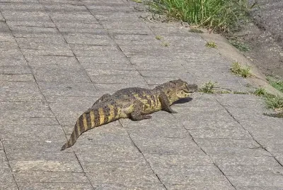 Jacaré é capturado no Bairro José em Aracaju