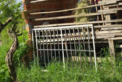 Polícia Civil identifica envolvidos e recupera ovelhas furtadas na zona rural de Simão Dias