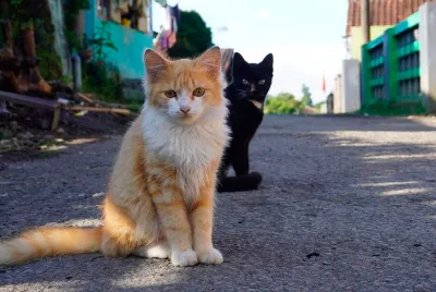 Levantamento revela falta de políticas públicas para proteção animal em Sergipe