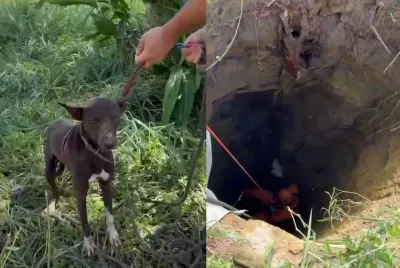 Cachorro é resgatado após cair em cisterna de mais de 10 metros em Itaporanga d'Ajuda
