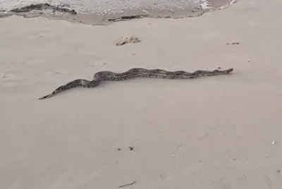 Jiboia é encontrada por banhistas na Praia da Atalaia em Aracaju