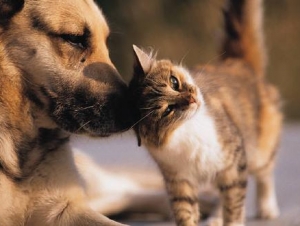 ATO EM PROTESTO E A FAVOR DOS ANIMAIS SERÁ NESTA SEXTA