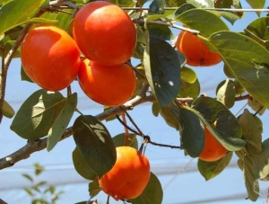 Cacau, açaí e caqui entram em cena na agricultura de SE