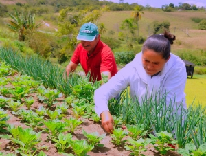 Como comprar mais da agricultura familiar