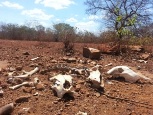 El Niño pode agravar seca em Sergipe, diz Climatempo