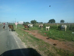 Cavalos são flagrados na rodovia SE - 170, na entrada de Itabaiana