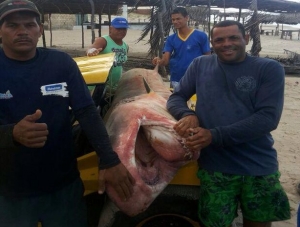 Tubarão-tigre com quase 4 metros é capturado por pescador em Itaporanga