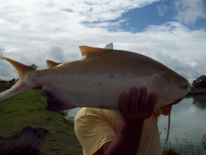 Semana da Pesca busca incentivar consumo de peixe em SE