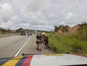 Trabalho de captura de animais da PRF ajuda a reduzir acidentes nas rodovias federais sergipanas