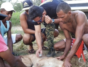 Onça é capturada em Santa Luzia do Itanhy