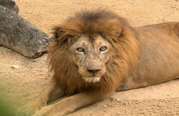 Com idade avançada, Leão do Zoológico passa por tratamento preventivo