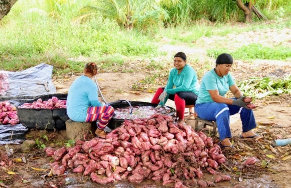 Produção de batata-doce nos perímetros irrigados estaduais em 2023 já superou todo o ano de 2022