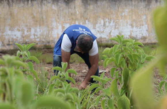 Farmácia Viva de São Cristóvão: projeto inicia fase de colheita e análise de amostras das plantas medicinais