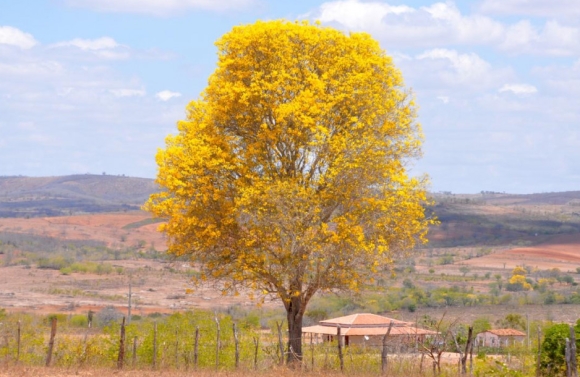 Primavera em Sergipe terá altas temperaturas e variação na intensidade de chuvas