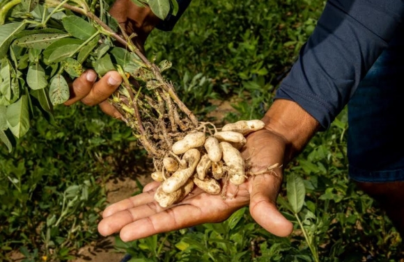 Perímetros irrigados apresentam expressiva produção de amendoim para o período junino