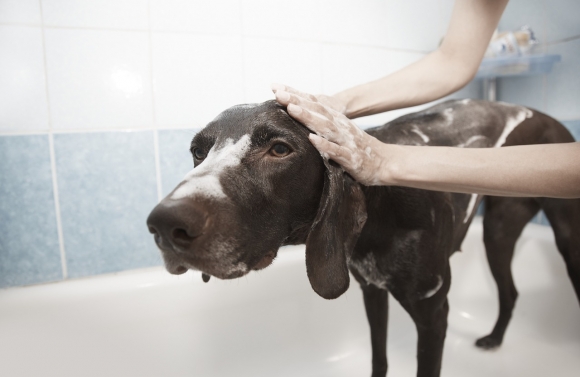 Saiba por que produtos de higiene para humanos não podem ser utilizados em cães e gatos