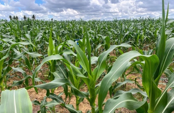 Irrigantes do perímetro de Lagarto vão colher mais de um milhão de espigas de milho no período junino