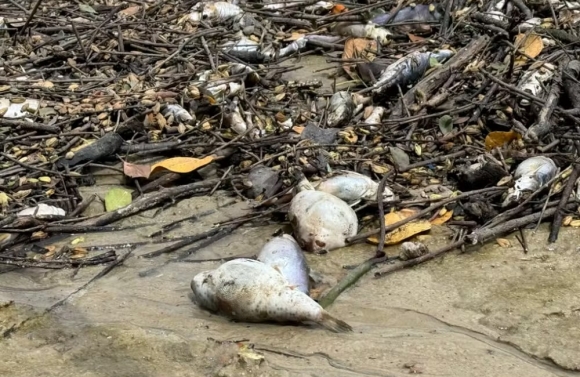 Mortandade de peixes é registrada no Rio do Sal em Sergipe