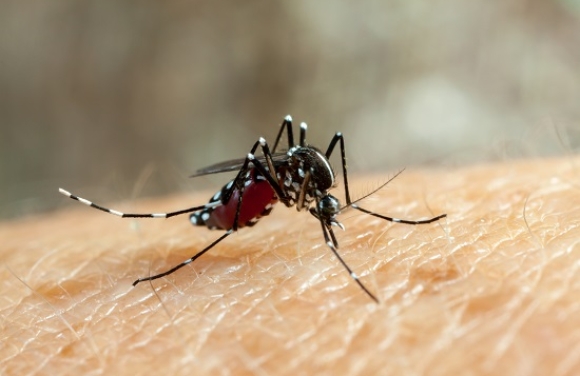 Oito municípios de Sergipe terão vacina contra a dengue