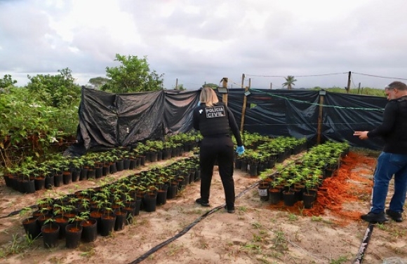 STJ decide pela soltura de dirigentes de ONG que produz medicamentos à base de cannabis em Sergipe