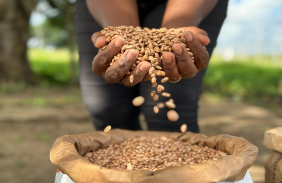 Prefeitura de São Cristóvão inicia distribuição de sementes para 580 famílias de agricultores locais