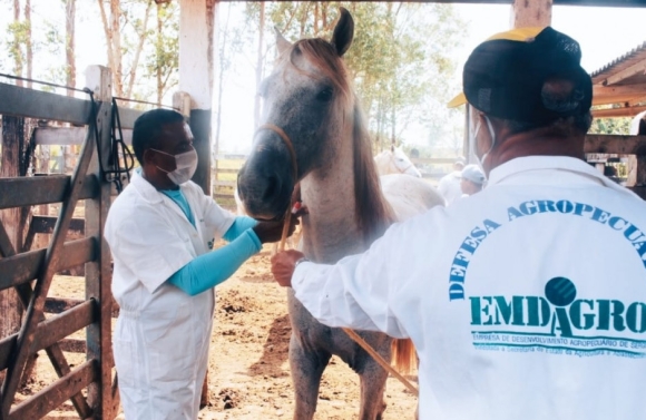 Emdagro reforça alerta sobre notificação obrigatória de doenças em animais