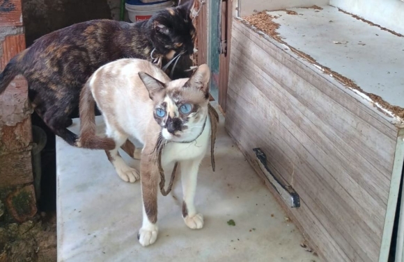 Polícia Civil resgata dez gatos mantidos em situação de maus-tratos em vila de quartos na Zona Norte de Aracaju