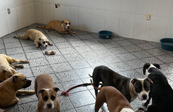 Delegacia de Proteção Animal realiza fiscalização no bairro Ponto Novo, em Aracaju