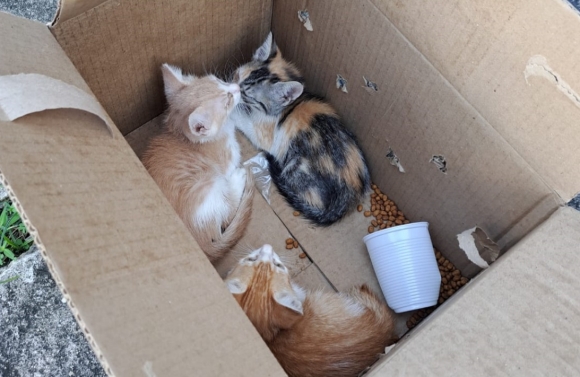 Ação conjunta prende em flagrante mulher suspeita de abandonar filhotes de gatos na região central de Aracaju