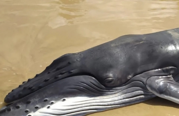 Filhote da baleia jubarte é encontrado morto em praia sergipana