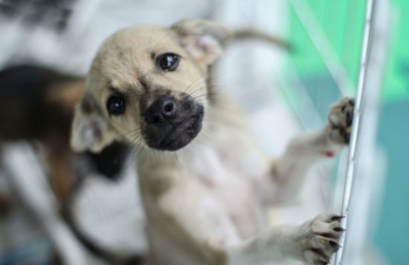 Campanha de adoção animal acontece neste sábado no Shopping Jardins