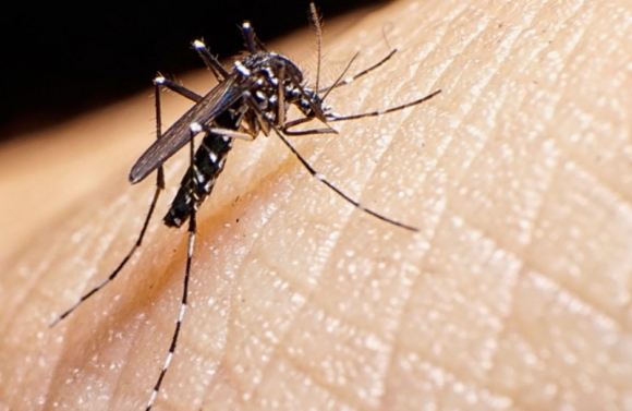 Secretaria de Estado da Saúde passa a divulgar boletim epidemiológico da dengue semanalmente