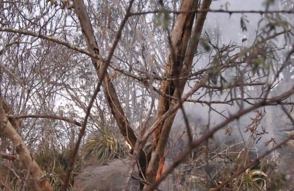 Incêndio atinge área de caatinga no município de Canindé de São Francisco