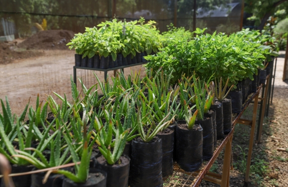 Plantas medicinais cultivadas no Horto Municipal são disponibilizadas à sociedade