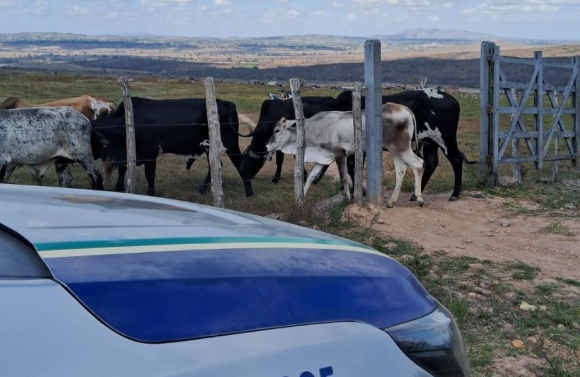 Ação conjunta recupera animais furtados de propriedade rural de Poço Verde