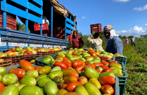 Produção de tomate irrigado aumentou 160% em perímetros de Sergipe